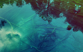 Nature, Water, Transparent, Branches, Branch, Turtle, Bottom HD wallpaper