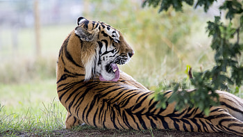 Tiger Predator, tiger, predator, animals HD wallpaper