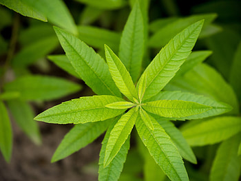 Lemon Verbena, Botanical beauty, Dunnet Bay distillers, Handcrafted excellence HD wallpaper