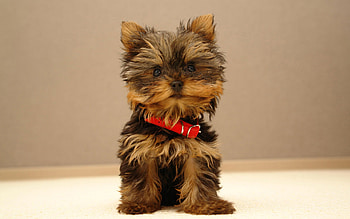 Little dog, dog, cute, little, red HD wallpaper