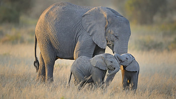 African elephant , Wildlife graphy, Natural beauty, backgrounds HD wallpaper