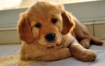Animals, Dogs HD wallpaper