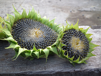 Sunflower seeds , Peakpx stock , Versatile ingredient, Culinary possibilities HD wallpaper