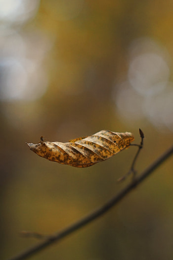 Autumn, Macro, Brown, Dry, Leaflet HD phone wallpaper