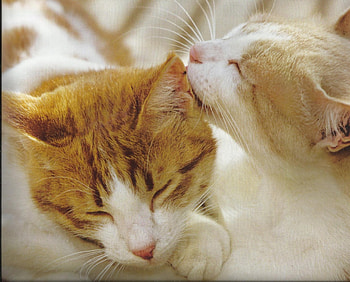 Cats, cute, kissing, paws HD wallpaper
