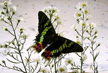 Butterfly, animal, flowers HD wallpaper