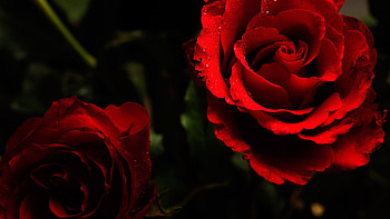 red roses on a dark background and - . HD wallpaper