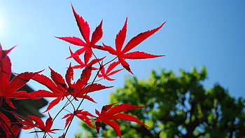 Red maple leaf, Blue sky, Vibrant contrast, Tranquil atmosphere HD wallpaper