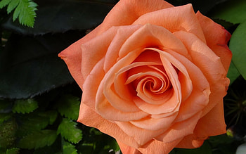 Rose, Nature, Macro, Flower HD wallpaper