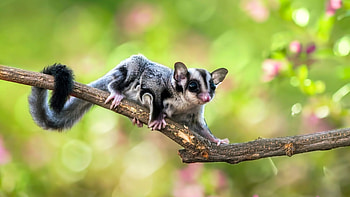 Sugar glider gliding, Unique flying marsupial, Nature's wonder, Airborne beauty HD wallpaper