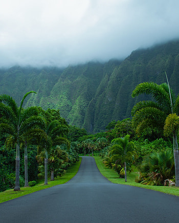 Nature, Mountains, Palms, Road, Asphalt HD phone wallpaper