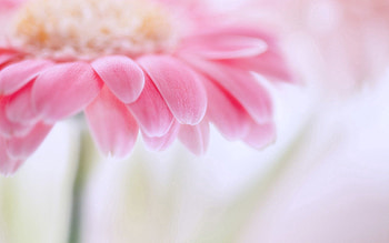 Pink, Flower, Macro, Shine, Light, Petals HD wallpaper