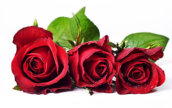 Plants, Flowers, Roses HD wallpaper