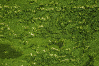 Grass, View From Above, Texture, Textures, Surface, Greens, Earth, Land HD wallpaper