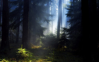 Dark, Shine, Light, Forest, Darkness, Teen, Young Growth, Ate HD wallpaper