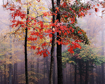 Autumn, trees, leaves, forest, red HD wallpaper