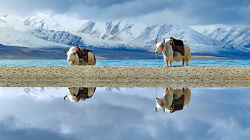 Tibetan plateau, White yak, Scenic backdrop HD wallpaper