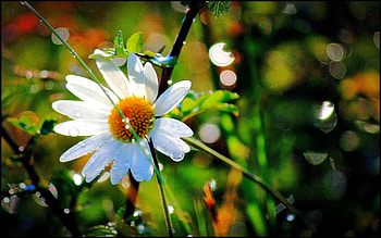 DAISY, flower, drops, nature, water HD wallpaper