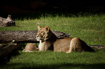 Animals, Grass, To Lie Down, Lie, Lion, Log HD wallpaper
