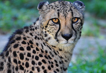cheetah, cats, gepard, raubtiere HD wallpaper