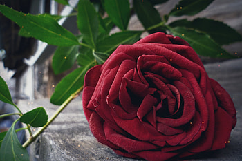 The evening, Stem, Rose, Petals, Garden HD wallpaper