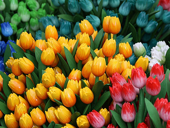 ღ, blue, yellow, red, joy, tulips, spring HD wallpaper