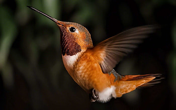 Rufous Hummingbird, Hummingbirds HD wallpaper