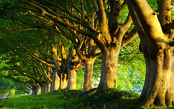 Landscape, Trees HD wallpaper