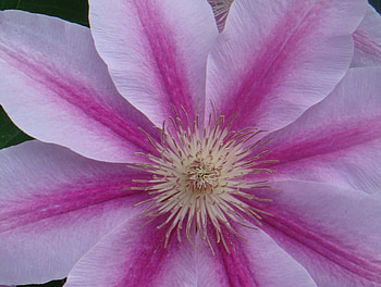 Flower 4, spring, color, close up, flower HD wallpaper