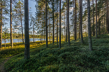 Nature, Water, Trees, Grass, Sky, Forest, Basin HD wallpaper