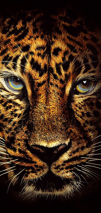 face, Animal, jaguar HD phone wallpaper