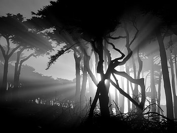 Trees, Dark, Shine, Light, Rays, Beams, Darkness HD wallpaper