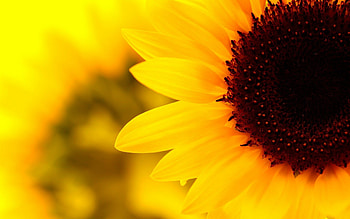 Sunflower aesthetic , Nature HD wallpaper