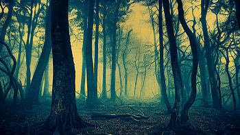 Eternal Hollow: Haunted Forest in, Fog, Mist HD wallpaper