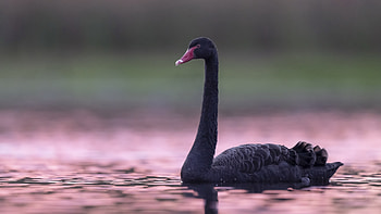 Black Swan, Ultra , Background , Bird HD wallpaper