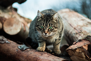 Animals, Cat, Striped, Green Eyed, Green-Eyed HD wallpaper
