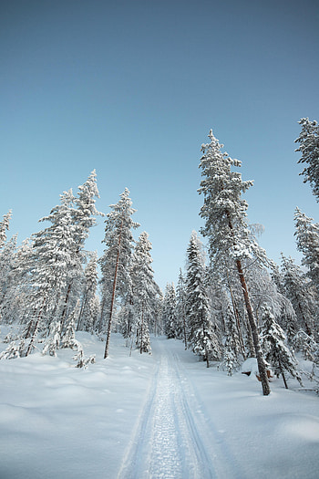 Winter, Nature, Trees, Snow, Path HD phone wallpaper