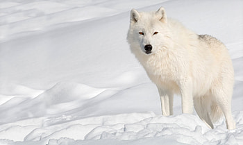 Arctic Wolf, Arctic Wolf , Frozen beauty, Arctic wilderness HD wallpaper