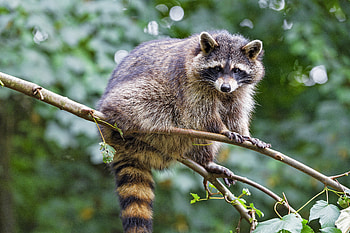 Animals, Funny, Branch, Animal, Nice, Sweetheart, Raccoon HD wallpaper