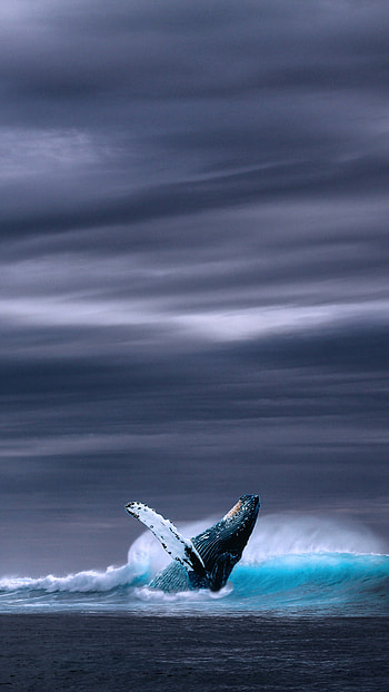 Blue Whale, whale, nature HD phone wallpaper