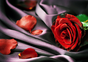 ڪےღڰۣ✿﻿ ღ❤ღ ڪےღڰۣ✿﻿, rose, beautiful, macro, flower HD wallpaper