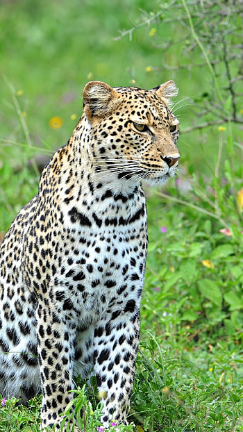 Leopard , Mobile backgrounds HD phone wallpaper