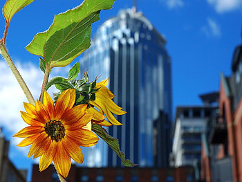 Flowers, Building, Flower, Petals, Blur, Smooth HD wallpaper
