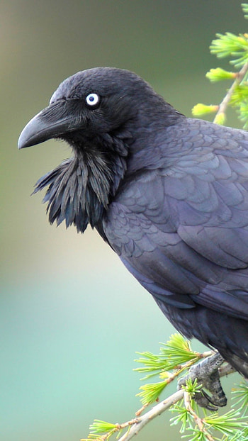 Animal, Raven, Bird, Wildlife HD phone wallpaper