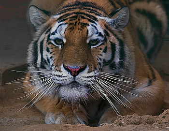 The Tiger, art , tiger, alone, nice HD wallpaper