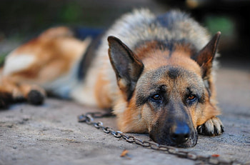Animals, Dog, Relaxation, Rest, Chain, German Shepherd HD wallpaper