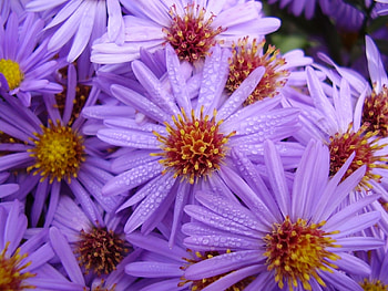 Plants, Flowers, Violet HD wallpaper