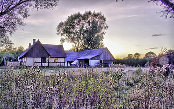 farmscape in purple r, purple, trees, fields, farm, r, flowers HD wallpaper