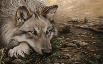 Animals, Wolfs HD wallpaper