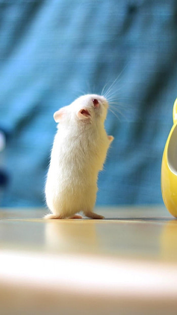 Hamster for , Playful hamster shots, Adorable and cuddly, Hamster love HD phone wallpaper